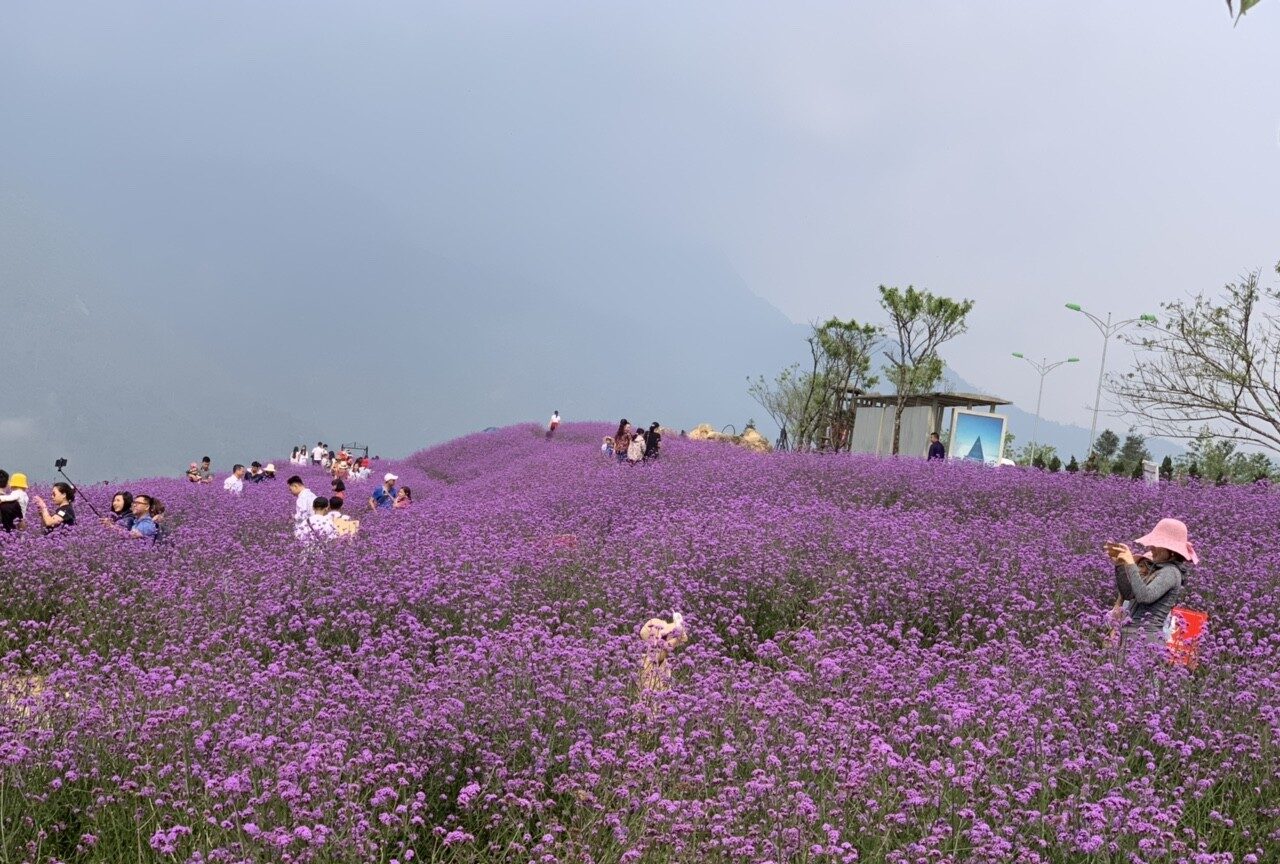 với những vị khách trót mê mẩn sự lãng mạn của đồi hoa oải hương Sapa thì có thể đến đây vào khoảng từ tháng 4 đến tháng 6 hàng năm